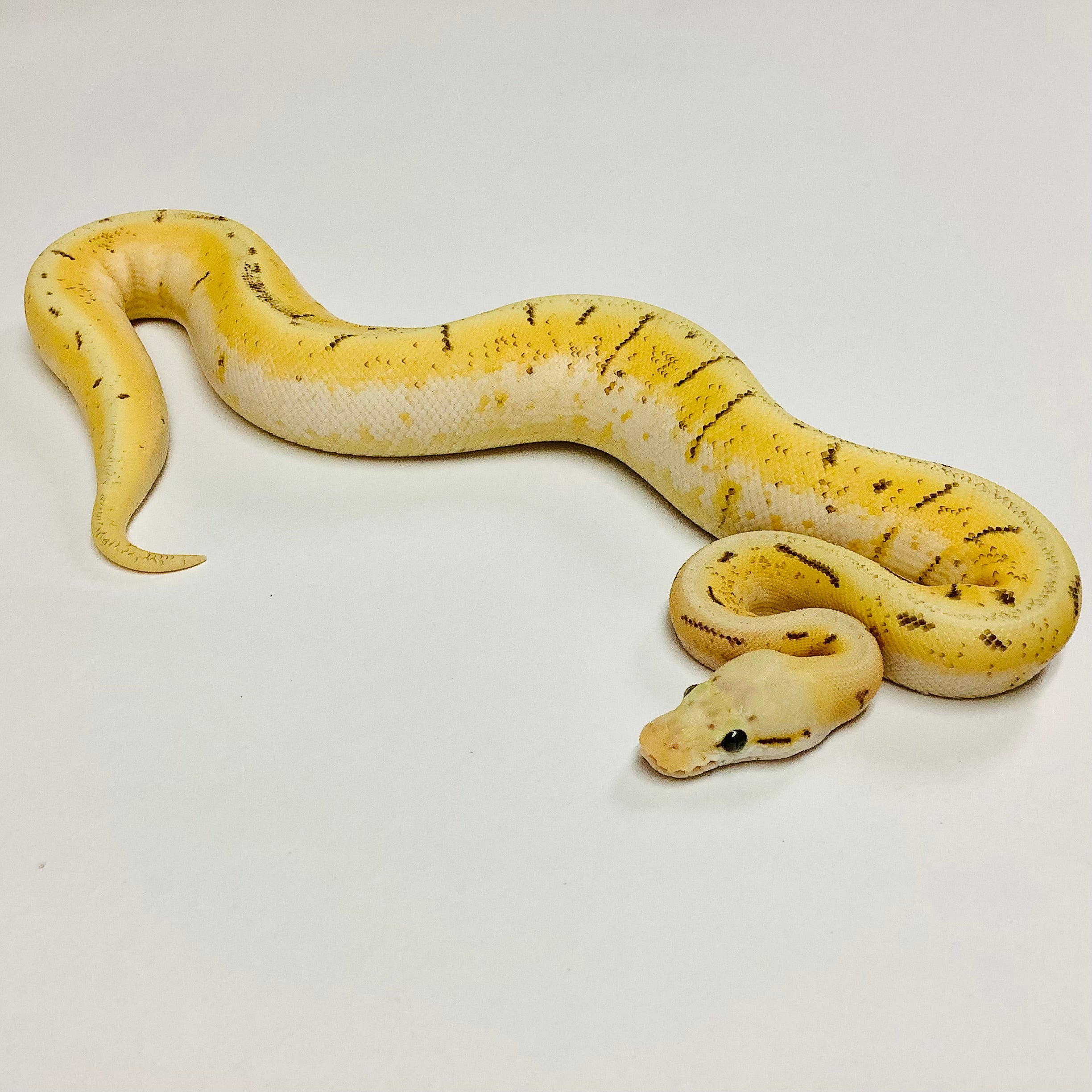Pastel Enchi Vanilla Pinstripe Woma Ball Python - Female #2021F01 – BHB  Reptiles