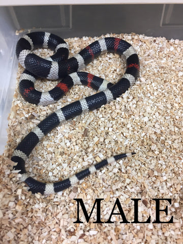 oreo milksnake