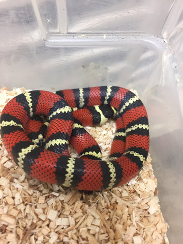 anerythristic honduran milksnake for sale