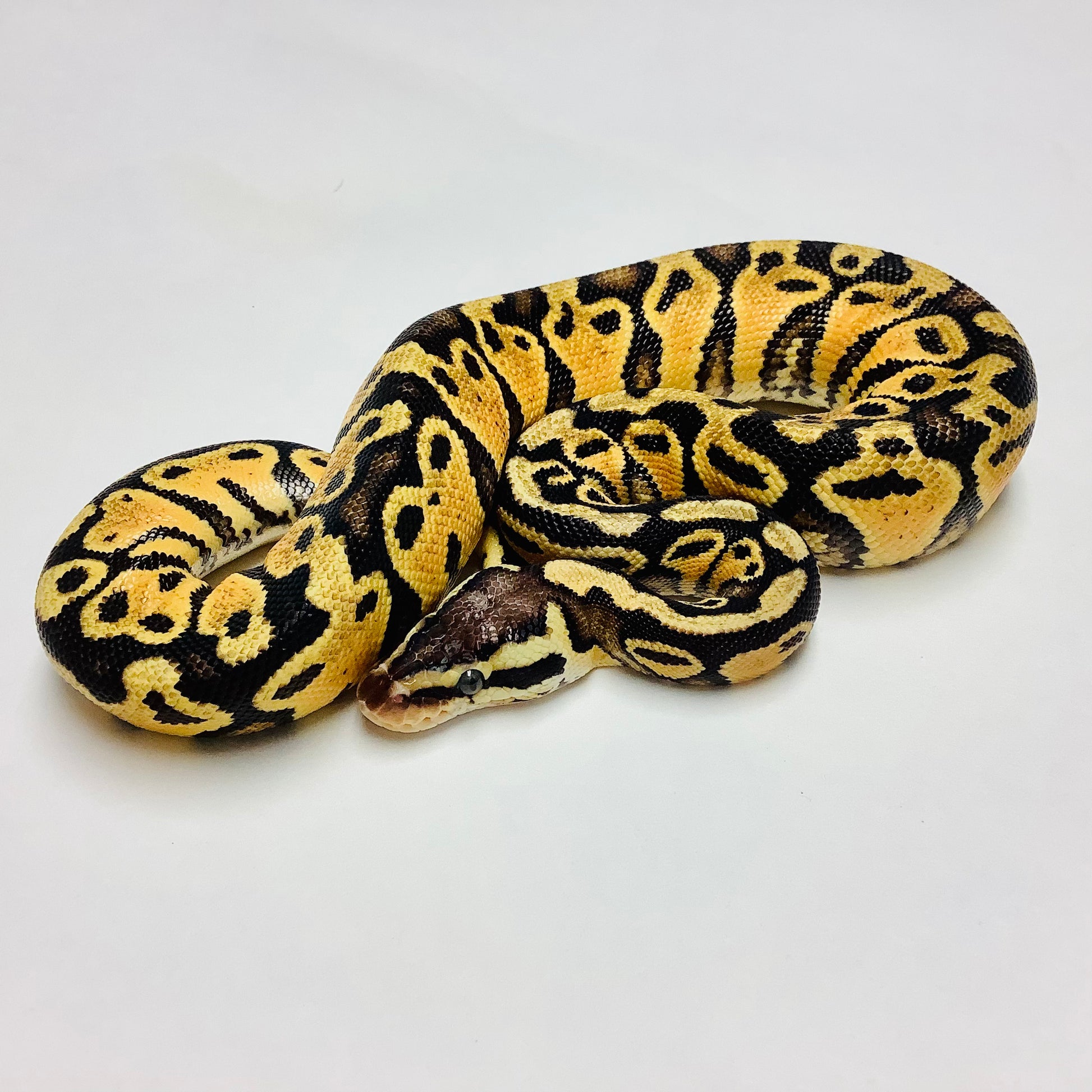 pastel yellow belly ball python