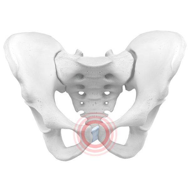 Symphysis Pubis Dysfunction Spd Causes Symptoms And Treatment Ba 0993