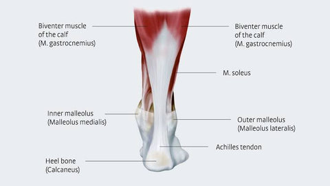 anatomie du tendon d'Achille