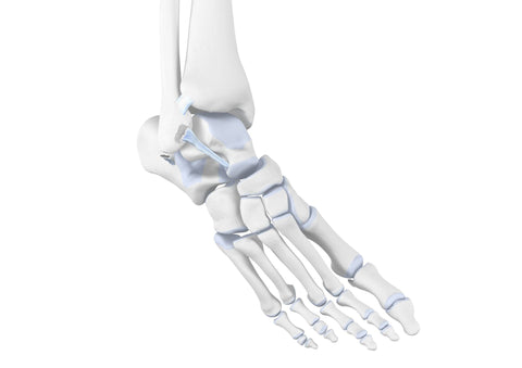 ankle join bone structure
