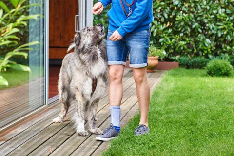 Man wearing AchilloTrain Pro Ankle Brace playing with his dog and feeding it a treat in the backyard