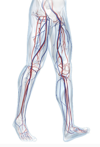 the venous vascular system 