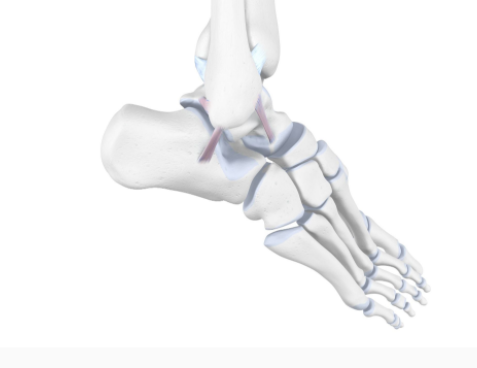 Skeletal diagram of foot showing ankle ligaments