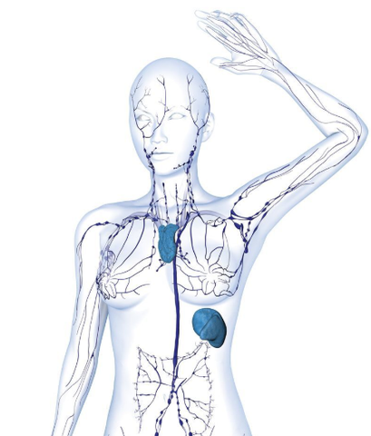 Schéma corporel mettant en évidence le système lymphatique
