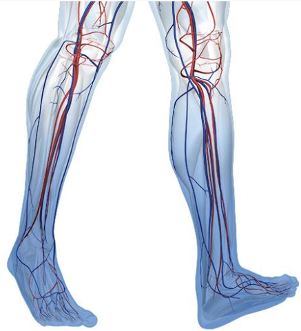 Schéma des jambes mettant en évidence le système vasculaire