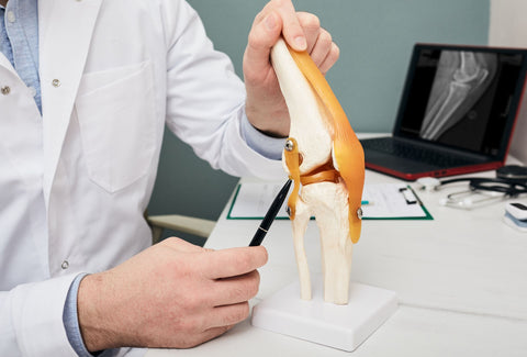 Doctor pointing to a ligament on a model of a human knee