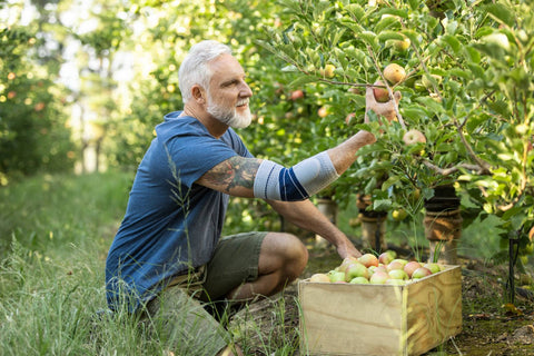 Older man with an arm tattoo picking apples in Bauerfeind's EpiTrain Elbow Brace