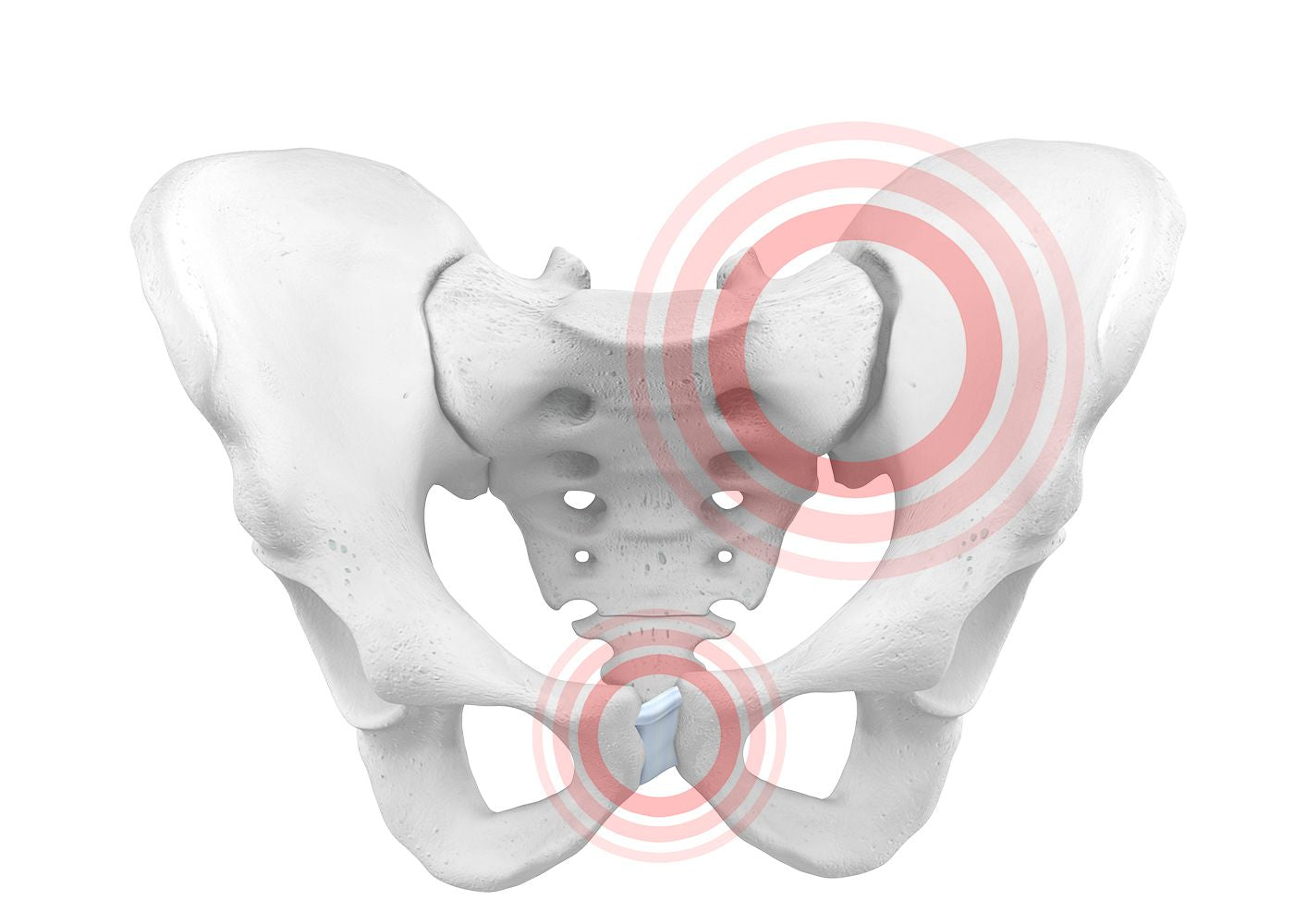 Skeletal diagram of the pelvic girdle