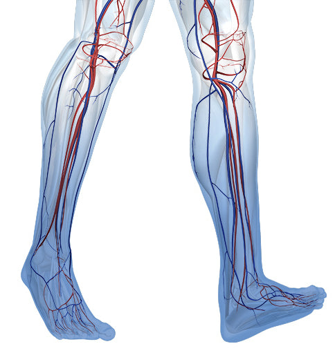 Diagram of the legs highlighting the vascular system