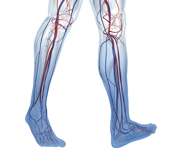 Vasculature in chronic venous insufficiency