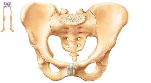 Skeletal diagram of the pelvic girdle