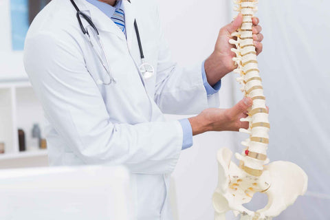 Doctor showing student apparatus of spine