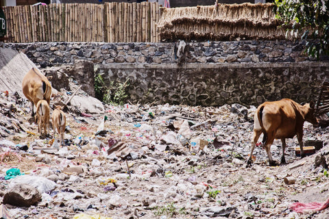 arabica coffee hong kong waste cows