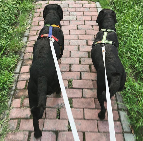 犬のお散歩 ハキハナ