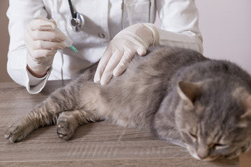 Alice's Dog & Cat Veterinarian Column Dog and Cat Vaccine Adverse Reactions