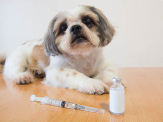 Alice's Dog & Cat Veterinarian Column Dog and Cat Vaccine Adverse Reactions