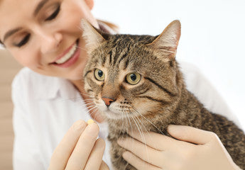 Aliice'sDog&Cat　猫の慢性腎臓病