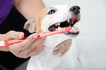Alice's Dog & Cat Veterinarian Column: Periodontal Disease and Dental Care