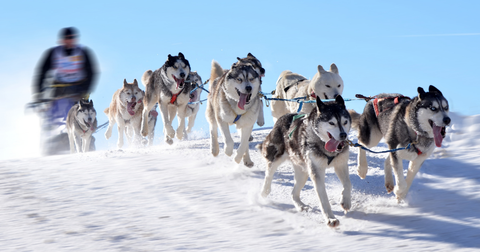 シベリアンハスキーの魅力と飼う時のポイント｜運動好きな愛犬との快適な暮らし方