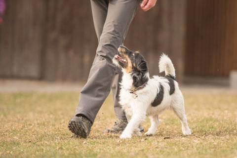 Calming signal, walk slowly, slow movements