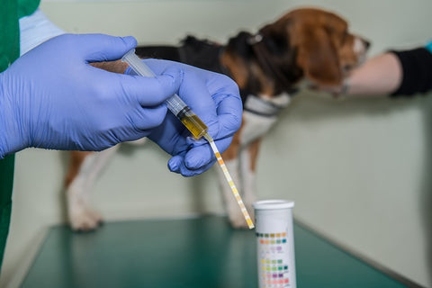 Alice's Dog & Cat_Veterinarian Column Dog and Cat Urine Test