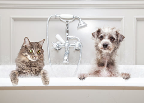 Shampoo care for dogs and cats