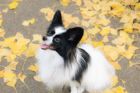 Zoro grooming comb long type