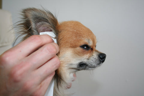 Alice's Dog & Cat Veterinarian Column Maintenance Ear Cleaning