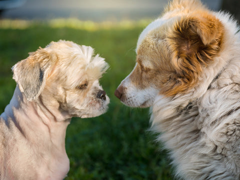 犬のカーミングシグナル