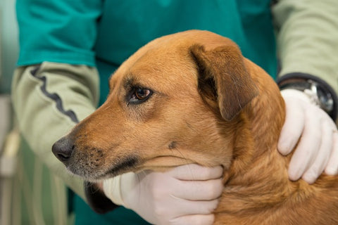 Veterinarian Column Tracheal Collapse in Dogs