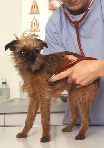 Alice's Dog & Cat Veterinarian Column What you can tell by auscultation What to do if you hear a murmur