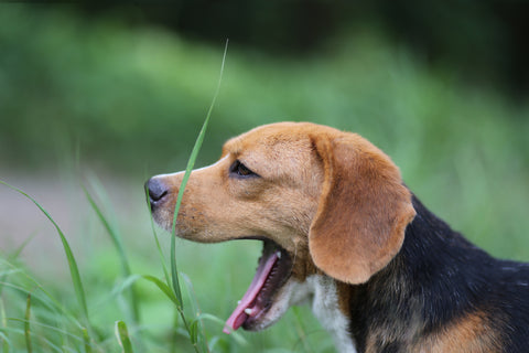 What kind of behavior is yawning?