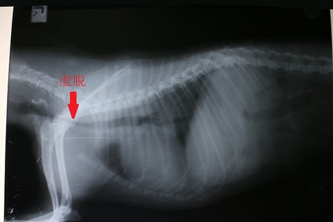 Veterinarian Column Tracheal Collapse in Dogs