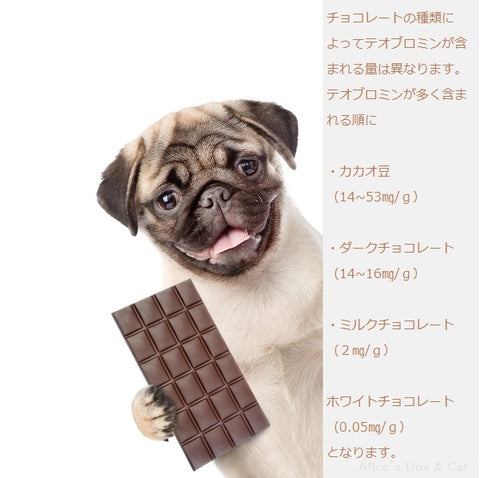 獣医師コラム チョコレート中毒 ペットがチョコを食べてしまったら