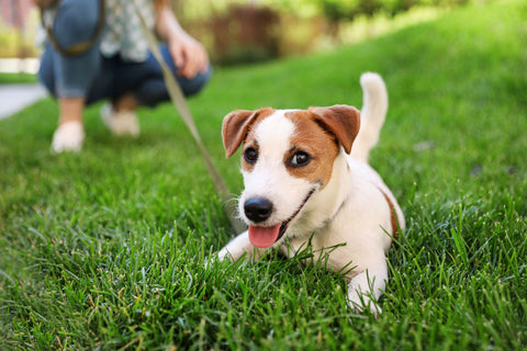 犬の体に優しいH型・Y型のハーネスとは