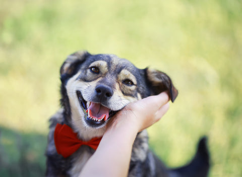 Alice's Dog & Cat 獣医師コラム 犬の眼が赤い！？犬の結膜炎？ 赤目の原因は？