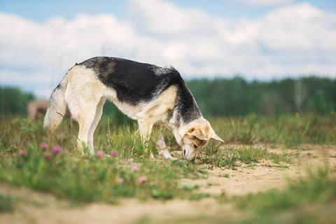 What kind of action is sniffing?