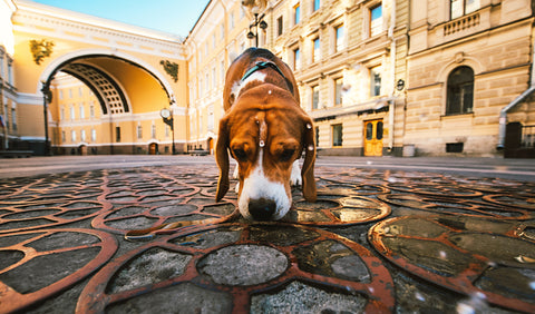 Smell the calming signal “dog language”