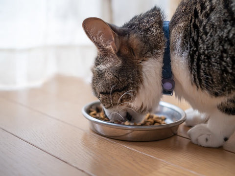 Alice’sDog & Cat Veterinarian Column Hyperthyroidism in Cats