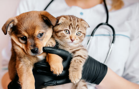 Spay and neuter surgery for dogs and cats
