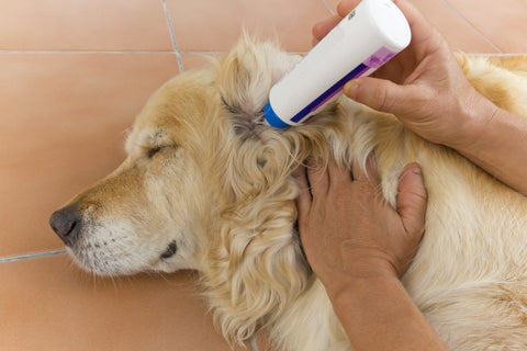 Alice's Dog & Cat Veterinarian Column Maintenance Ear Cleaning