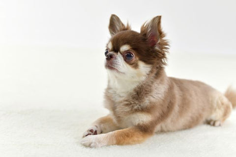 Calming signal “dog language” face down