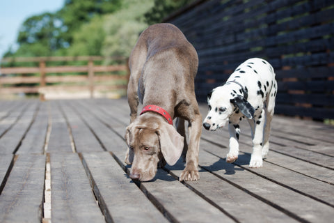 How to deal with smelling calming signals