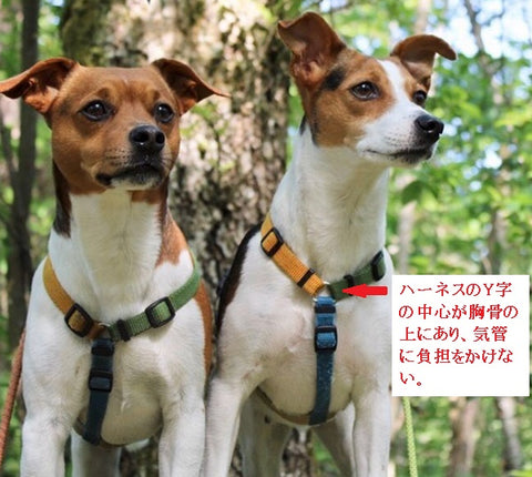 獣医師コラム　犬の気管虚脱