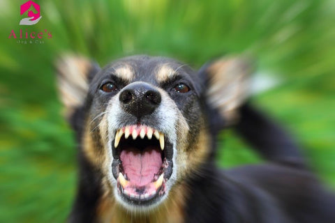 Alice's Dog & Cat Veterinarian Column Have you forgotten? Rabies vaccination