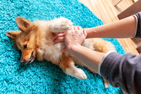 Pet vital signs heart massage