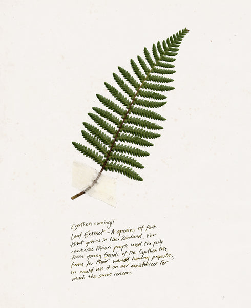 Cyathea